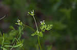 Hairyfruit chervil